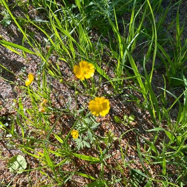 Ranunculus polyanthemos Flower