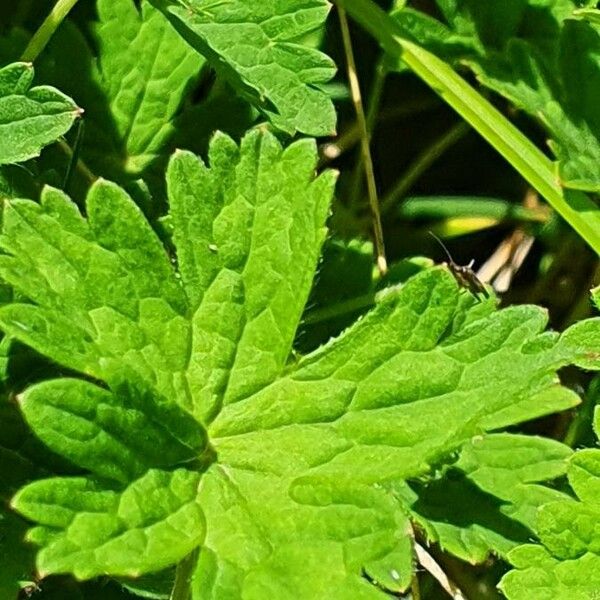 Geranium aculeolatum Leaf