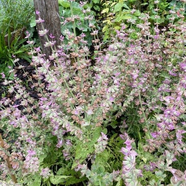 Salvia sclarea Flower