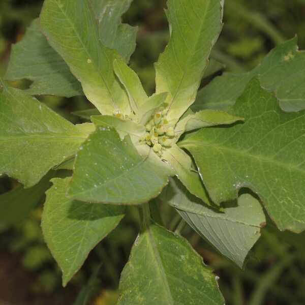 Euphorbia heterophylla Leht