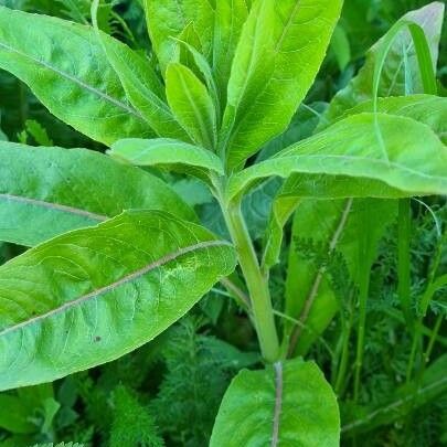 Oenothera biennis Blatt