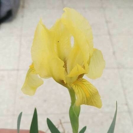 Iris lutescens Λουλούδι