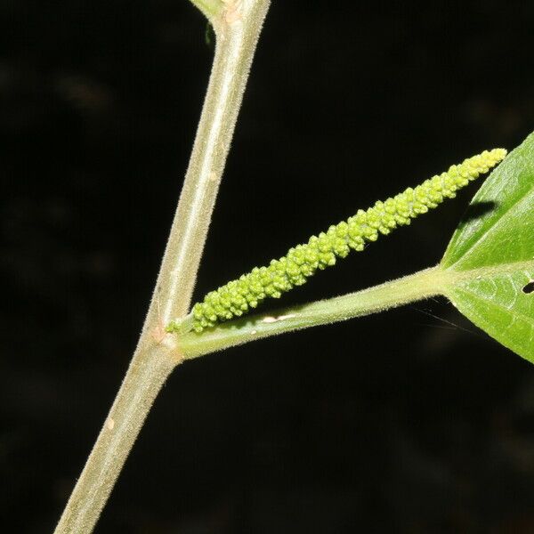 Acalypha diversifolia Fruto