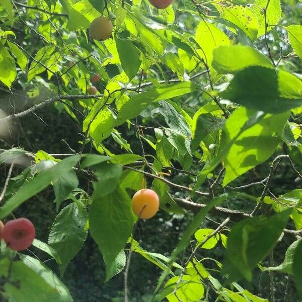 Prunus americana Fruit