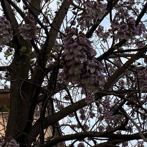 Paulownia tomentosa Cvet