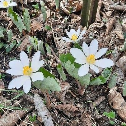 Sanguinaria canadensis Cvet