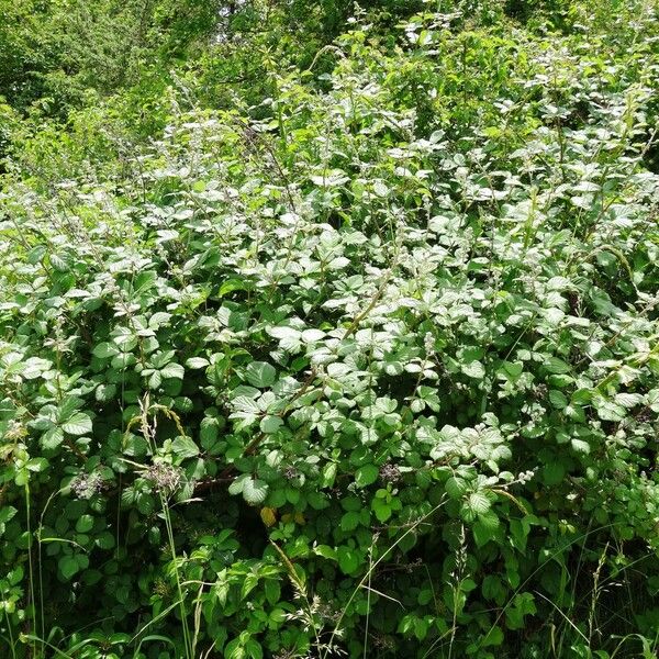 Rubus fruticosus موطن