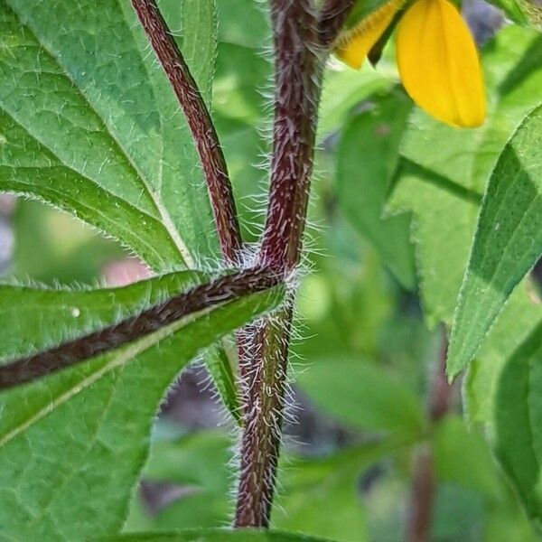 Rudbeckia triloba बार्क (छाल)