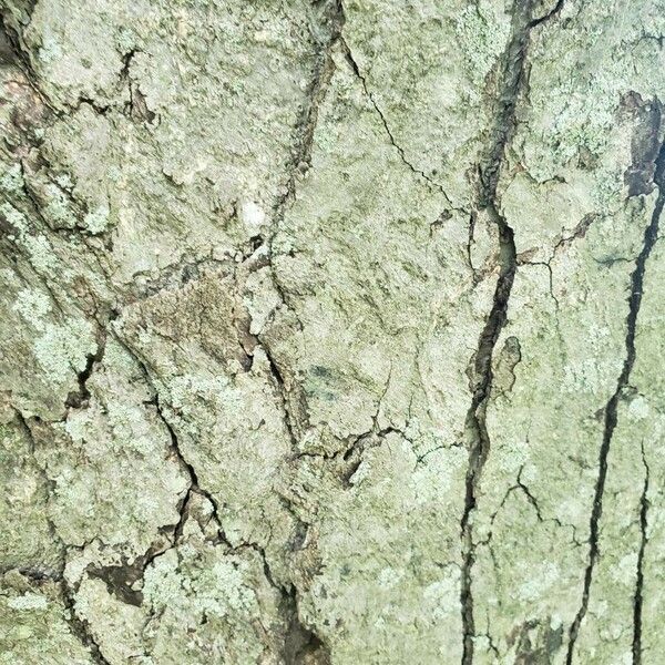 Betula schmidtii 樹皮