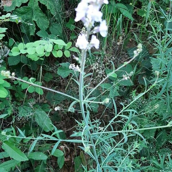 Linaria repens Tervik taim