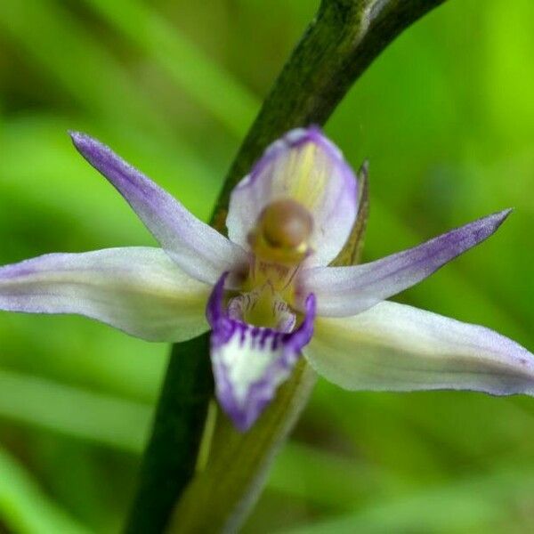 Limodorum abortivum Flower