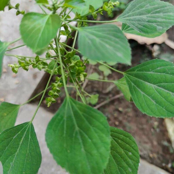 Acalypha indica Листок