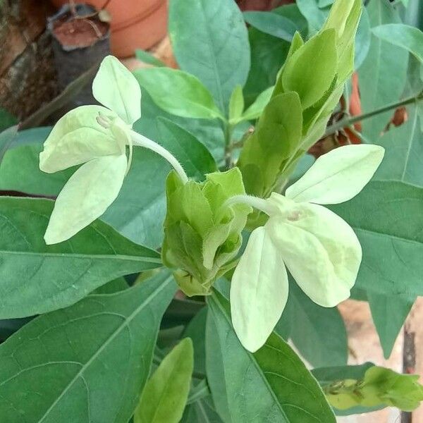 Ecbolium viride Flor