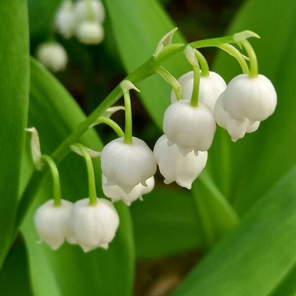 Convallaria majalis Flower