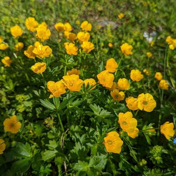 Ranunculus montanus 形態