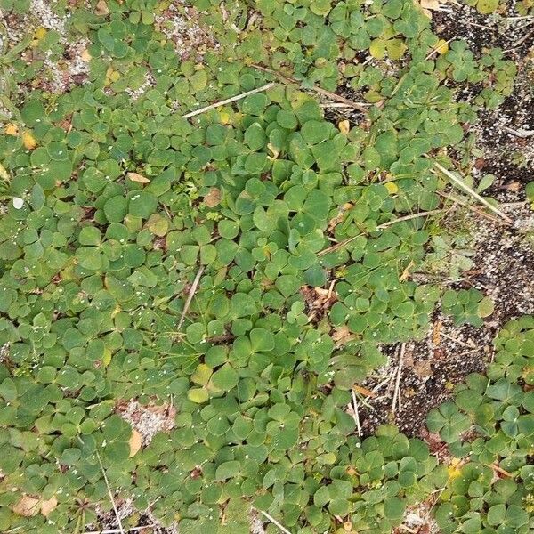 Oxalis purpurea برگ