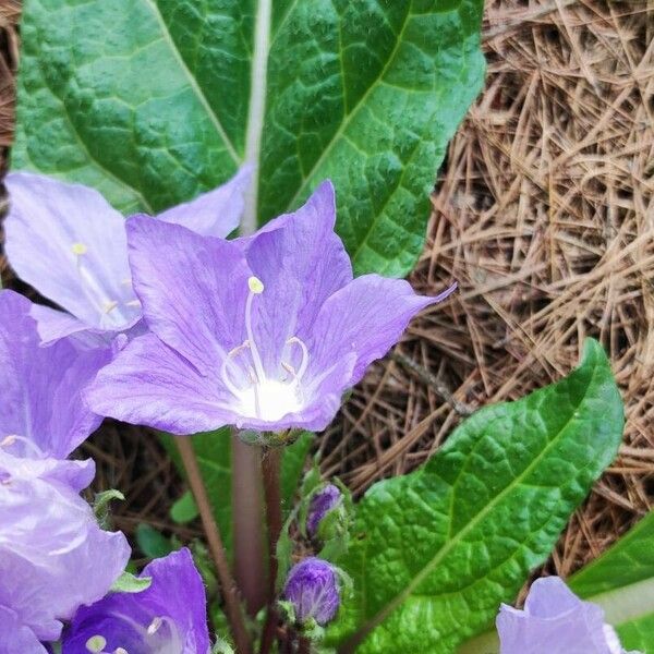 Mandragora autumnalis Blomst