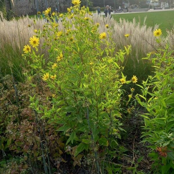 Helianthus giganteus ശീലം