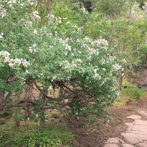 Chamaecytisus prolifer Habit