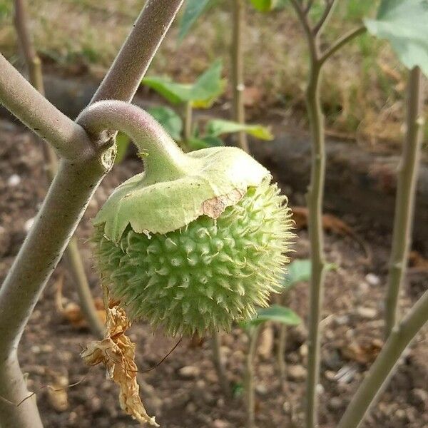 Datura wrightii Frukt