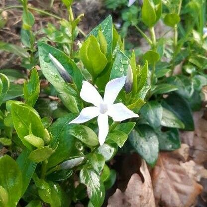 Vinca difformis Fiore