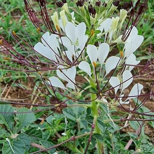 Cleome gynandra Квітка