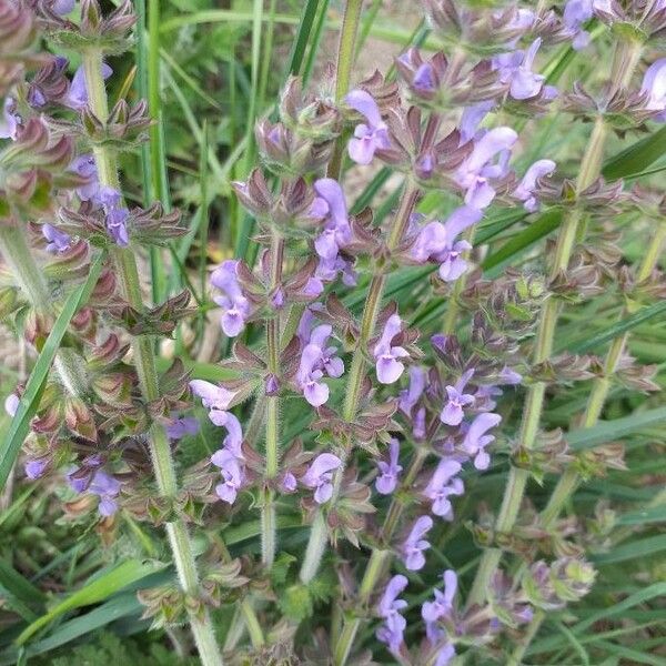 Salvia × sylvestris Flower