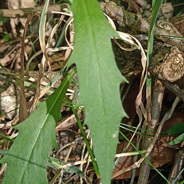 Hieracium lachenalii Leaf