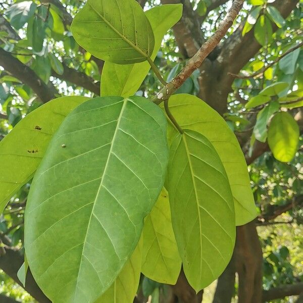 Ficus lutea Leaf