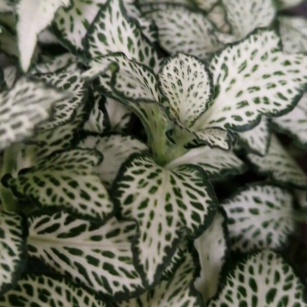 Fittonia albivenis Hoja