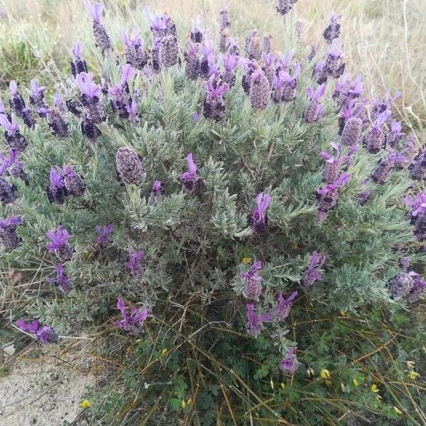 Lavandula stoechas Kukka