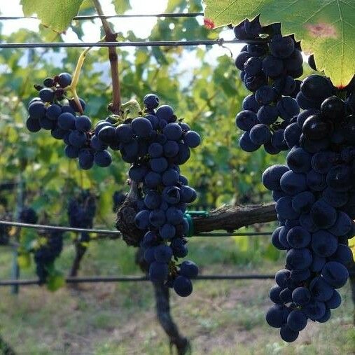 Vitis vinifera Fruit