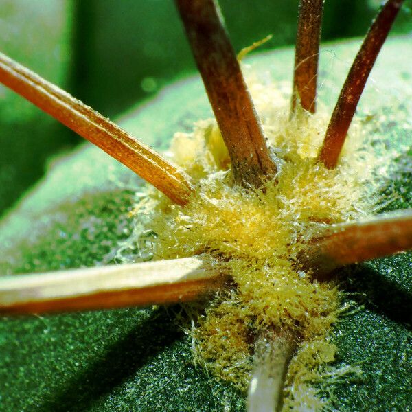 Gymnocalycium pflanzii পাতা