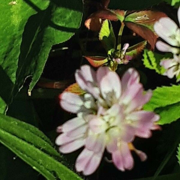 Trifolium resupinatum Žiedas