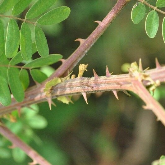 Caesalpinia decapetala ᱪᱷᱟᱹᱞᱤ