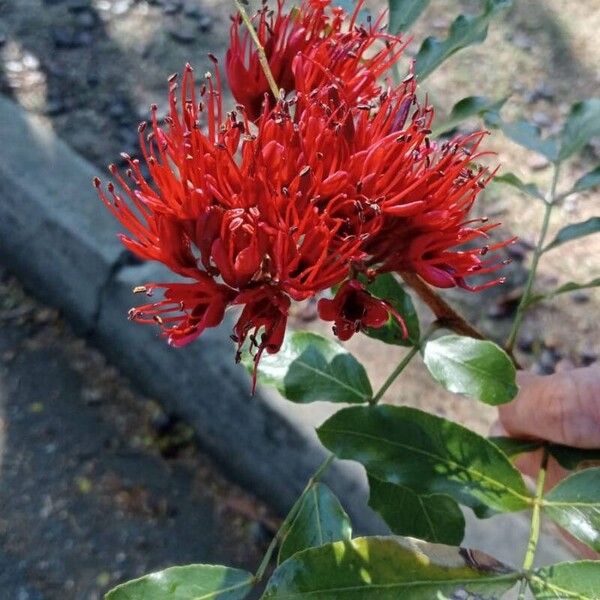 Schotia brachypetala Flower