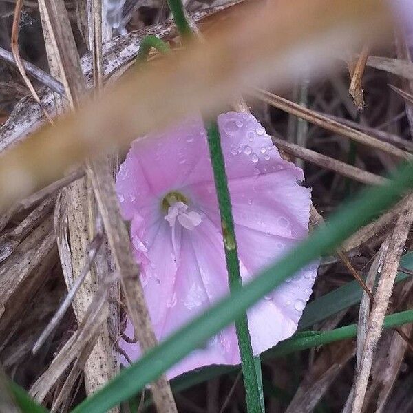 Convolvulus cantabrica 花