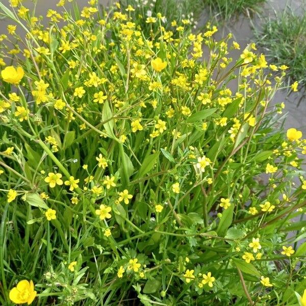 Ranunculus ophioglossifolius Flower