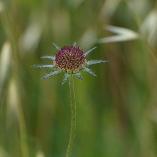 Scabiosa atropurpurea Alia