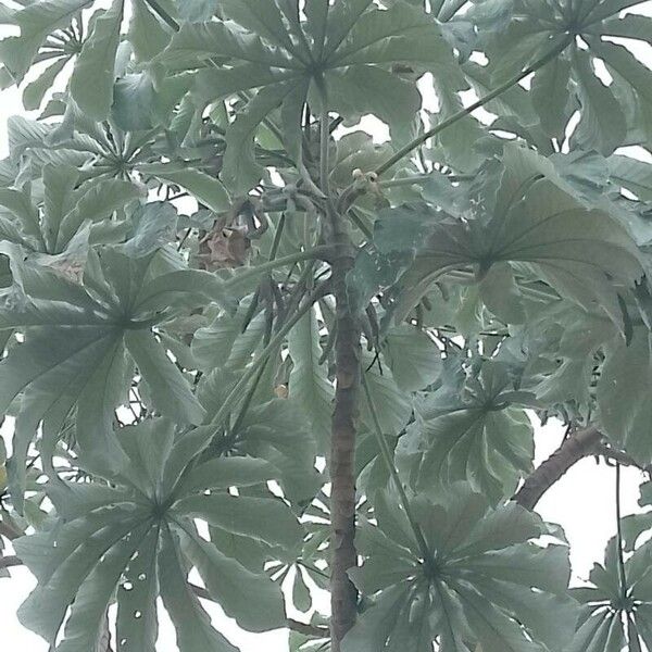 Cecropia peltata Natur