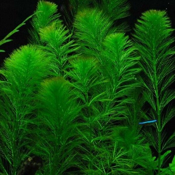 Myriophyllum aquaticum Feuille