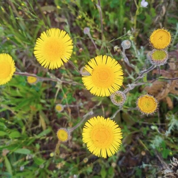 Pulicaria odora Fiore