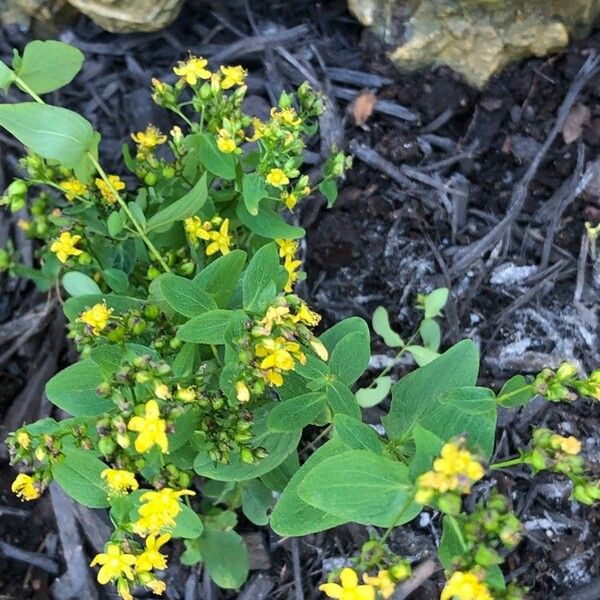 Hypericum punctatum Blüte