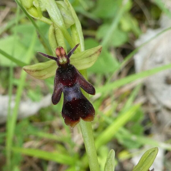Ophrys insectifera Blomma