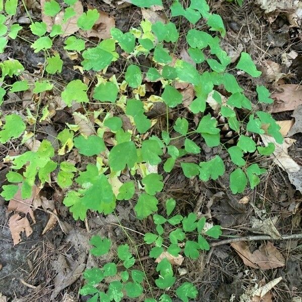 Thalictrum dioicum Blad