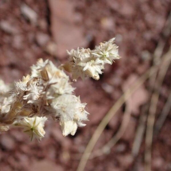 Filago arvensis Flower