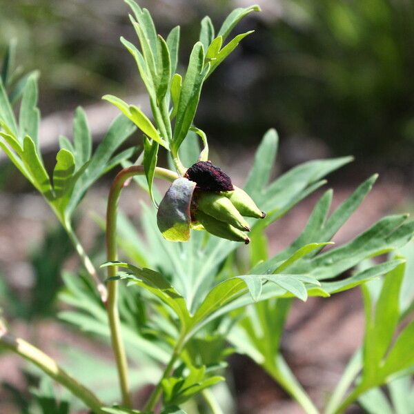 Paeonia californica Hábito