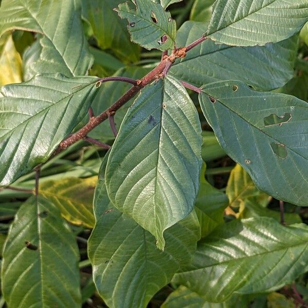 Frangula alnus Leaf