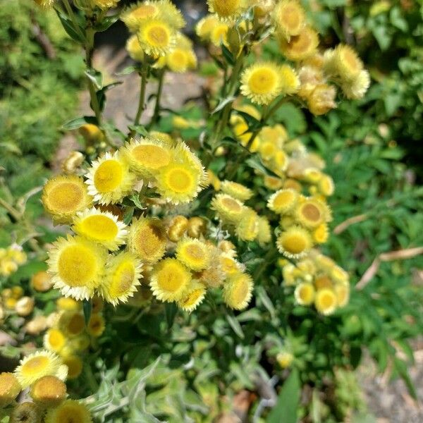 Helichrysum foetidum Lorea