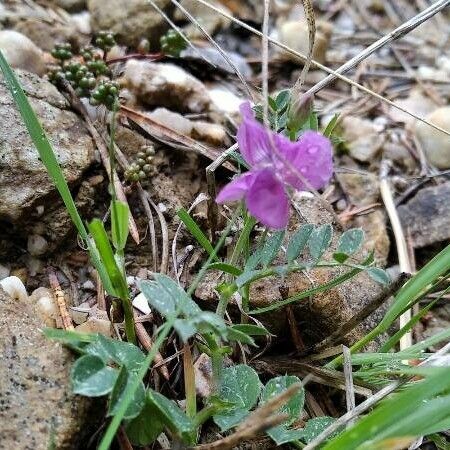 Vicia pyrenaica Tervik taim